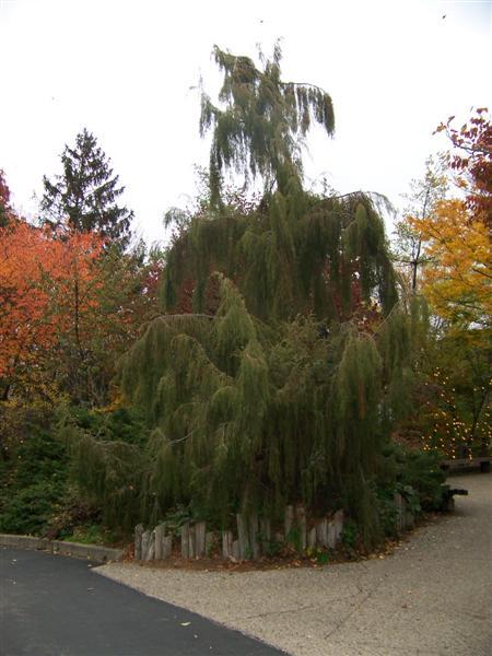 Needle Juniper tree